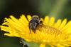 65797 – Photo : eudemis – France (33)