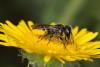 65798 – Photo : eudemis – France (33)