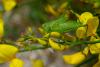 65520 – Photo : Bernard DELEFOSSE – France (84)
