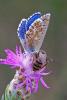 65260 – Photo : Bernard DELEFOSSE – France (84)