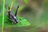 65469 – Photo : Bernard DELEFOSSE – France (26)