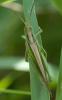 65762 – Photo : Joseph Rezeau – France (85)