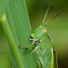 65763 – Photo : Joseph Rezeau – France (85)