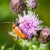 65722 – Photo : Joseph Rezeau – France (35)