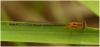 Ischnura senegalensis