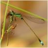 Ischnura senegalensis