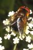 65565 – Photo : f vanhille – France (60)