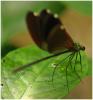65035 – Photo : Benoit Guillon – Laos