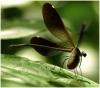 65037 – Photo : Benoit Guillon – Laos