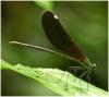65033 – Photo : Benoit Guillon – Laos