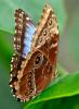 65589 – Photo : CUCHET Gerard – Guyane française