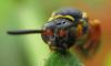 65735 – Photo : Pallas – France (29)