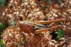 65533 – Photo : Bernard DELEFOSSE – France (84)