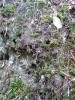 65420 – Photo : Homo sapiens – France (63)