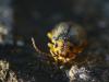 65168 – Photo : Franck Buron – France (49)