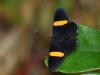 65769 – Photo : Alexandre Vinot – Guyane française