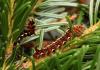 65238 – Photo : Daniel Morel – France (70)