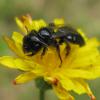 65571 – Photo : Pallas – France (95)