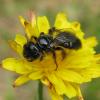 65572 – Photo : Pallas – France (95)