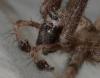 Tegenaria parietina