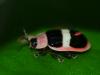 65649 – Photo : Alexandre Vinot – Guyane française