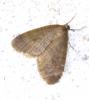 65600 – Photo : David Guedon – France (76)