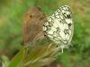 65193 – Photo : alain Roujas – France (31)