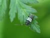 65628 – Photo : Fred Chevaillot – France (38)