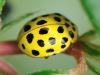 65587 – Photo : CUCHET Gerard – France (38)