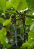 65402 – Photo : Thomas Cherpitel – France (44)