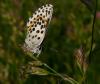 65018 – Photo : Guillaume Chorgnon – France (42)