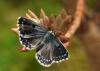 65040 – Photo : Daniel Morel – France (66)