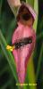 65684 – Photo : Berger Laurent – France (12)