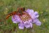 65271 – Photo : Patrick Le Mao – France (73)