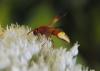 65603 – Photo : Thierry Madigou – Grèce