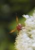 65606 – Photo : Thierry Madigou – Grèce