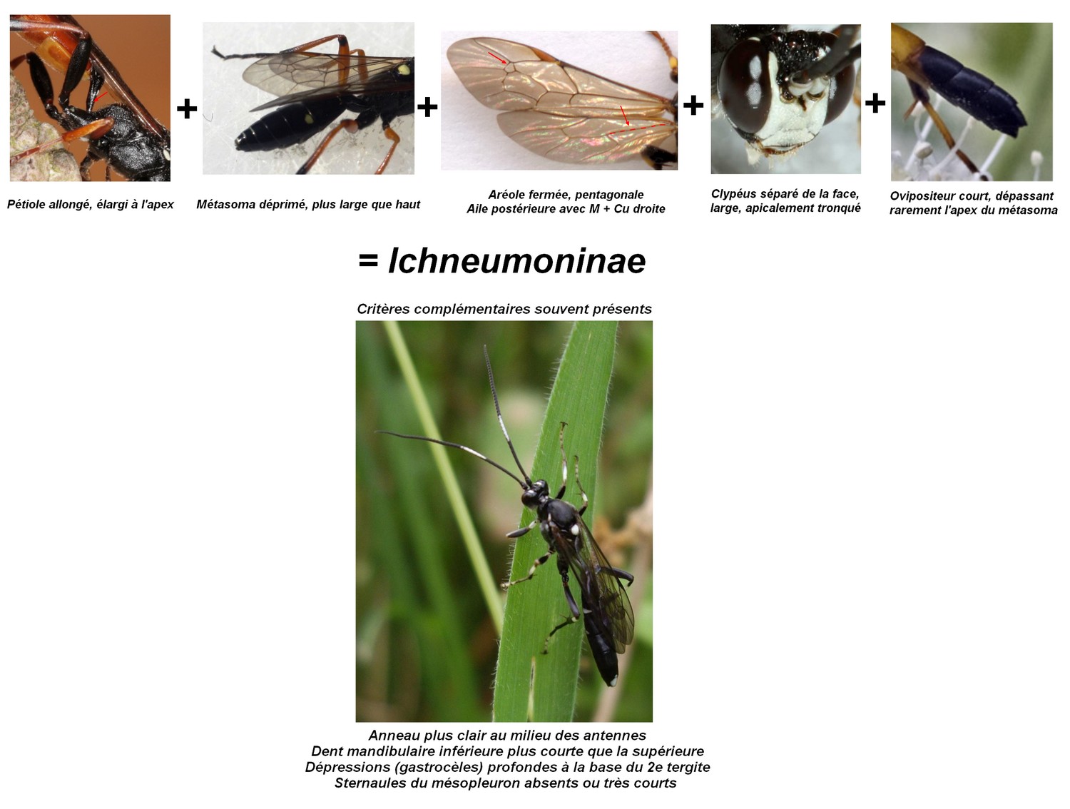 Paskal - Ichneumoninae inconnu - réf. 65030 (1500 x 1134 pixels, 212 ko)