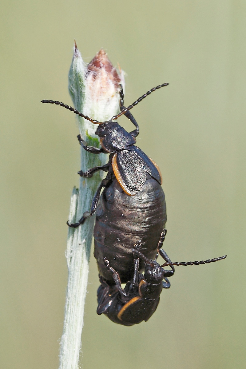 Kriznar Lucie - Arima marginata - réf. 65863 (800 x 1200 pixels, 188 ko)