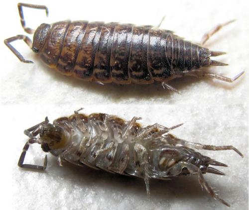 Réf. 66 425 : Porcellionides sexfasciatus