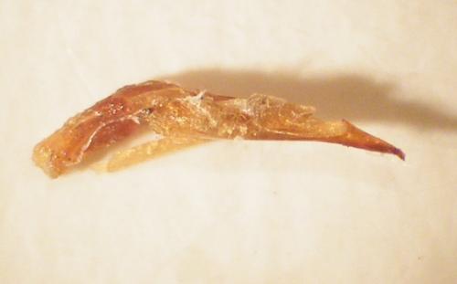 Harpalus attenuatus