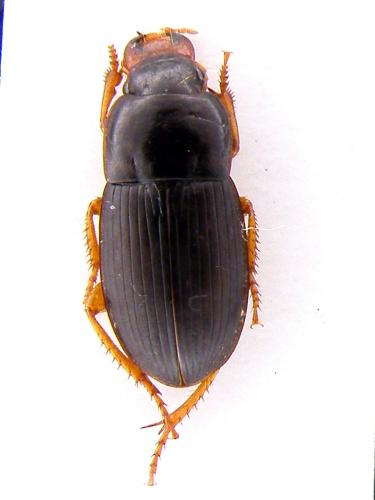 Réf. 66 800 : Harpalus tardus