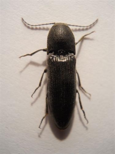 Melanotus crassicollis