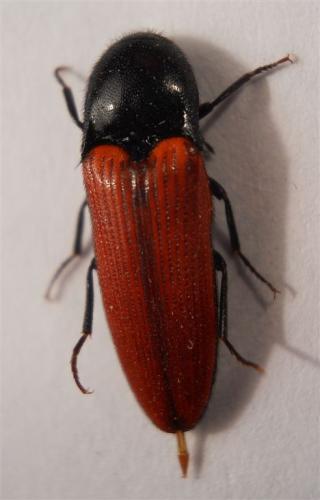 Réf. 66 380 : Ampedus rufipennis