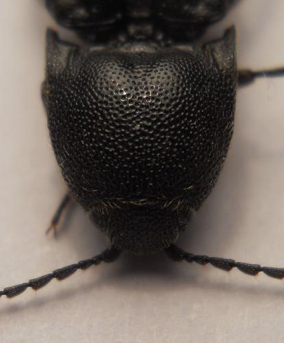 Melanotus crassicollis