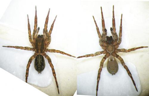 Arctosa personata