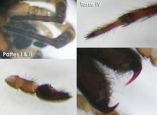 Arctosa personata