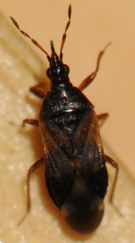 Réf. 66 150 : Anthocoris confusus