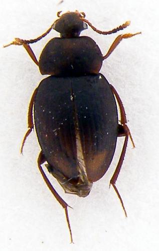 Réf. 66 521 : Catops picipes