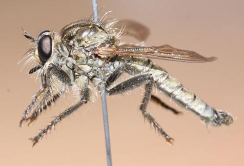 Machimus rusticus
