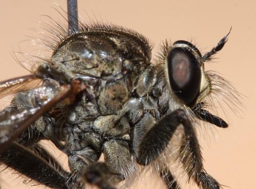 Réf. 66 218 : Machimus rusticus